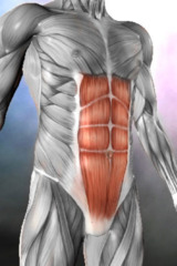  /></div><p>One of the most mis-understood concepts in getting a great looking abs is to only train the muscles on the top of the stomach, also known as the rectus abdomonis. The truth is, that there are over 10 different muscle groups that make up the “core,” and most people fail to contract all but 1 or 2 at most.</p></div><p>Now that I’ve shed some light on the top mistakes that you are probably making, I will cut straight to the chase and give you the exact formula that I use on a daily basis to keep awesome looking abs all year round.</p><p>It’s called <strong>Global Ab Targeting</strong>, and has been a Godsend for me and all of the folks below.</p><p>Let me just cut passed the fluff and just share the steps with you, because you’re going to start using these today – I guarantee it.</p><p>Long story short, the muscles of the body are classified into two systems of muscle: Local muscular system and Global muscular system.</p><p>You see, the <strong>local </strong>muscles of the abs are fairly easy to target…</p><p>But the Global Ab Muscles?</p><p>Not so…</p><p>Allow me to introduce you to</p></div><p><img loading=